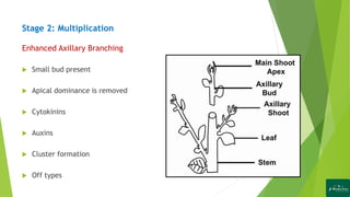  Small bud present
 Apical dominance is removed
 Cytokinins
 Auxins
 Cluster formation
 Off types
Stage 2: Multiplication
Enhanced Axillary Branching
 