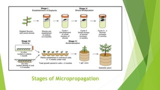 Stages of Micropropagation
 