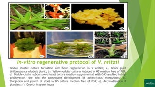 In-vitro regenerative protocol of V. reitzii
Nodule cluster culture formation and shoot regeneration in V. reitzii; a). Donor plant
(inflorescence of adult plant); b). Yellow nodular cultures induced in MS medium free of PGR;
c). Nodule cluster subcultureed in MS culture medium supplemented with GA3 resulted in high
proliferation rate and the subsequent development of adventitious microshoots; d).
Elongation and growth of shoot in MS culture medium free of PGR; e). Acclimatization of
plantlets; f). Growth in green house
 