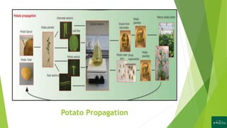 Potato Propagation
 