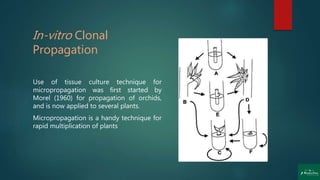 In-vitro Clonal
Propagation
Use of tissue culture technique for
micropropagation was first started by
Morel (1960) for propagation of orchids,
and is now applied to several plants.
Micropropagation is a handy technique for
rapid multiplication of plants
 