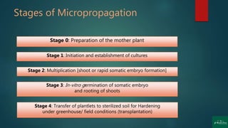 Stages of Micropropagation
Stage 0: Preparation of the mother plant
Stage 1: Initiation and establishment of cultures
Stage 2: Multiplication [shoot or rapid somatic embryo formation]
Stage 3: In-vitro germination of somatic embryo
and rooting of shoots
Stage 4: Transfer of plantlets to sterilized soil for Hardening
under greenhouse/ field conditions (transplantation)
 
