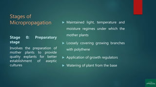 Stages of
Micropropagation  Maintained light, temperature and
moisture regimes under which the
mother plants
 Loosely covering growing branches
with polythene
 Application of growth regulators
 Watering of plant from the base
Stage 0: Preparatory
stage
Involves the preparation of
mother plants to provide
quality explants for better
establishment of aseptic
cultures
 