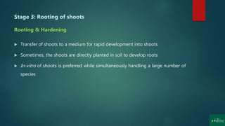  Transfer of shoots to a medium for rapid development into shoots
 Sometimes, the shoots are directly planted in soil to develop roots
 In-vitro of shoots is preferred while simultaneously handling a large number of
species
Stage 3: Rooting of shoots
Rooting & Hardening
 