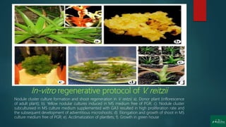 In-vitro regenerative protocol of V. reitzii
Nodule cluster culture formation and shoot regeneration in V. reitzii; a). Donor plant (inflorescence
of adult plant); b). Yellow nodular cultures induced in MS medium free of PGR; c). Nodule cluster
subcultureed in MS culture medium supplemented with GA3 resulted in high proliferation rate and
the subsequent development of adventitious microshoots; d). Elongation and growth of shoot in MS
culture medium free of PGR; e). Acclimatization of plantlets; f). Growth in green house
 