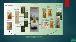 Potato Propagation
 