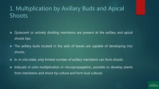 1. Multiplication by Axillary Buds and Apical
Shoots
 Quiescent or actively dividing meristems are present at the axillary and apical
shoots tips.
 The axillary buds located in the axils of leaves are capable of developing into
shoots.
 In in-vivo state, only limited number of axillary meristems can form shoots.
 Induced in-vitro multiplication in micropropagation, possible to develop plants
from meristems and shoot tip culture and form bud cultures
 