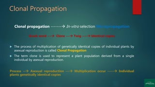 Clonal Propagation
Clonal propagation ------- In-vitro selection Micropropagation
Greek word --- Clone --- Twig ---- Identical copies
 The process of multiplication of genetically identical copies of individual plants by
asexual reproduction is called Clonal Propagation
 The term clone is used to represent a plant population derived from a single
individual by asexual reproduction.
Process -- Asexual reproduction --- Multiplication occur ----- Individual
plants genetically identical copies
 