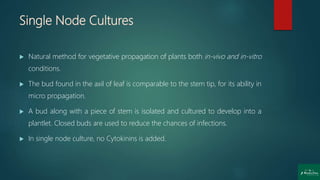 Single Node Cultures
 Natural method for vegetative propagation of plants both in-vivo and in-vitro
conditions.
 The bud found in the axil of leaf is comparable to the stem tip, for its ability in
micro propagation.
 A bud along with a piece of stem is isolated and cultured to develop into a
plantlet. Closed buds are used to reduce the chances of infections.
 In single node culture, no Cytokinins is added.
 
