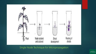 Single Node Technique for Micropropagation
 