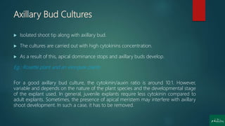 Axillary Bud Cultures
 Isolated shoot tip along with axillary bud.
 The cultures are carried out with high cytokinins concentration.
 As a result of this, apical dominance stops and axillary buds develop.
Eg.: Rosette plant and an elongate plants
For a good axillary bud culture, the cytokinin/auxin ratio is around 10:1. However,
variable and depends on the nature of the plant species and the developmental stage
of the explant used. In general, juvenile explants require less cytokinin compared to
adult explants. Sometimes, the presence of apical meristem may interfere with axillary
shoot development. In such a case, it has to be removed.
 