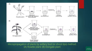 Micropropagation of plants by axillary bud (or shoot tips) method:
(A) Rosetle plant; (B) Elongate plant
 