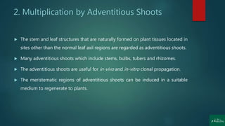 2. Multiplication by Adventitious Shoots
 The stem and leaf structures that are naturally formed on plant tissues located in
sites other than the normal leaf axil regions are regarded as adventitious shoots.
 Many adventitious shoots which include stems, bulbs, tubers and rhizomes.
 The adventitious shoots are useful for in-vivo and in-vitro clonal propagation.
 The meristematic regions of adventitious shoots can be induced in a suitable
medium to regenerate to plants.
 