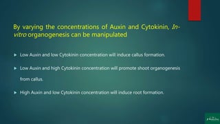 By varying the concentrations of Auxin and Cytokinin, In-
vitro organogenesis can be manipulated
 Low Auxin and low Cytokinin concentration will induce callus formation.
 Low Auxin and high Cytokinin concentration will promote shoot organogenesis
from callus.
 High Auxin and low Cytokinin concentration will induce root formation.
 