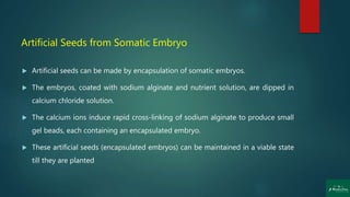 Artificial Seeds from Somatic Embryo
 Artificial seeds can be made by encapsulation of somatic embryos.
 The embryos, coated with sodium alginate and nutrient solution, are dipped in
calcium chloride solution.
 The calcium ions induce rapid cross-linking of sodium alginate to produce small
gel beads, each containing an encapsulated embryo.
 These artificial seeds (encapsulated embryos) can be maintained in a viable state
till they are planted
 