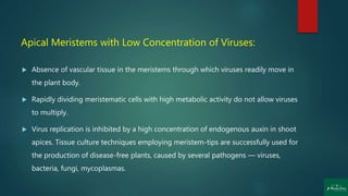 Apical Meristems with Low Concentration of Viruses:
 Absence of vascular tissue in the meristems through which viruses readily move in
the plant body.
 Rapidly dividing meristematic cells with high metabolic activity do not allow viruses
to multiply.
 Virus replication is inhibited by a high concentration of endogenous auxin in shoot
apices. Tissue culture techniques employing meristem-tips are successfully used for
the production of disease-free plants, caused by several pathogens — viruses,
bacteria, fungi, mycoplasmas.
 