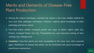 Merits and Demerits of Disease-Free
Plant Production
 Among the culture techniques, meristem-tip culture is the most reliable method for
virus and other pathogen elimination. However, requires good knowledge of plant
pathology and tissue culture.
 Virus-free plants exhibit increased growth and vigor of plants, higher yield (E.g.,
Potato), increased flower size (E.g., Chrysanthemum), and improved rooting of stem
cuttings (E.g., Pelargonium)
 Limitation: Virus-free plants are more susceptible to the same virus when exposed
again. Reinfection of disease-free plants can be minimized with good knowledge of
greenhouse maintenance.
 