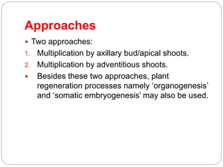 Approaches
 Two approaches:
1. Multiplication by axillary bud/apical shoots.
2. Multiplication by adventitious shoots.
 Besides these two approaches, plant
regeneration processes namely ‘organogenesis’
and ‘somatic embryogenesis’ may also be used.
 