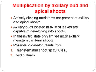 Multiplication by axillary bud and
apical shoots
 Actively dividing meristems are present at axillary
and apical shoots.
 Axillary buds located in axile of leaves are
capable of developing into shoots.
 In the invitro state only limited no.of axillary
meristem can form shoots.
 Possible to develop plants from
1. meristem and shoot tip cultures ,
2. bud cultures
 