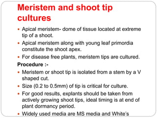 Meristem and shoot tip
cultures
 Apical meristem- dome of tissue located at extreme
tip of a shoot.
 Apical meristem along with young leaf primordia
constitute the shoot apex.
 For disease free plants, meristem tips are cultured.
Procedure :-
 Meristem or shoot tip is isolated from a stem by a V
shaped cut.
 Size (0.2 to 0.5mm) of tip is critical for culture.
 For good results, explants should be taken from
actively growing shoot tips, ideal timing is at end of
plant dormancy period.
 Widely used media are MS media and White’s
 
