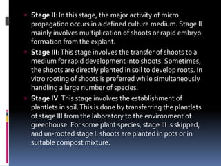  Stage II: In this stage, the major activity of micro
propagation occurs in a defined culture medium. Stage II
mainly involves multiplication of shoots or rapid embryo
formation from the explant.
 Stage III:This stage involves the transfer of shoots to a
medium for rapid development into shoots. Sometimes,
the shoots are directly planted in soil to develop roots. In
vitro rooting of shoots is preferred while simultaneously
handling a large number of species.
 Stage IV:This stage involves the establishment of
plantlets in soil.This is done by transferring the plantlets
of stage III from the laboratory to the environment of
greenhouse. For some plant species, stage III is skipped,
and un-rooted stage II shoots are planted in pots or in
suitable compost mixture.
 