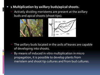  1 Multiplication by axillary buds/apical shoots.
 Actively dividing meristems are present at the axillary
buds and apical shoots (shoot tips).
 The axillary buds located in the axils of leaves are capable
of developing into shoots.
 By means of induced in vitro multiplication in micro
propagation, it is possible to develop plants from
meristem and shoot tip cultures and from bud cultures.
 