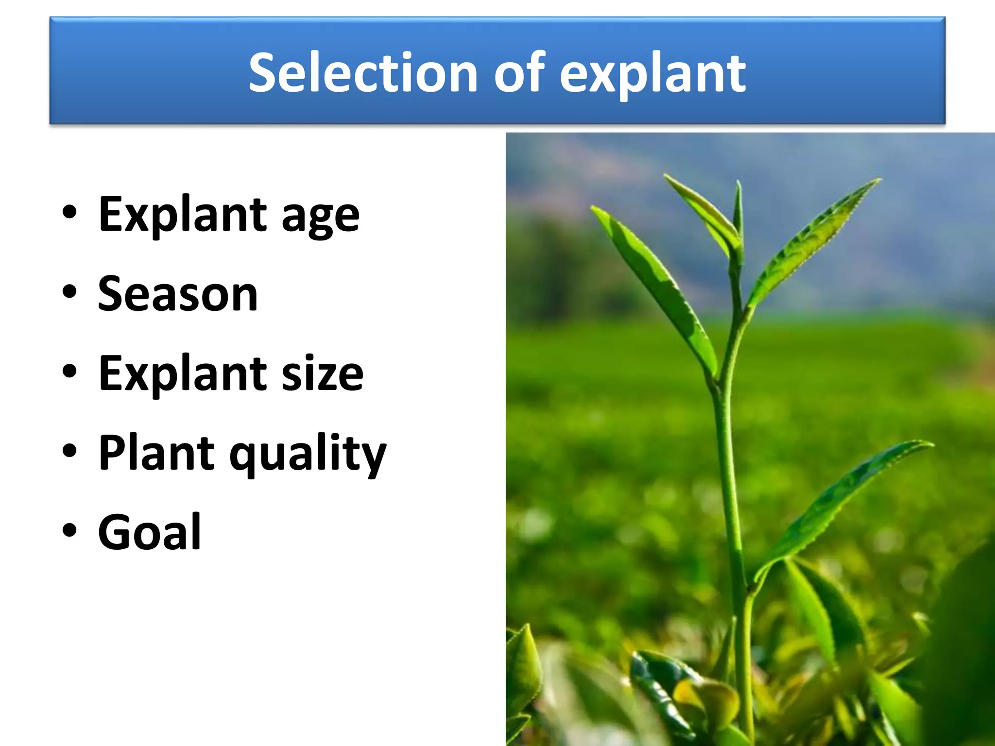 Selection of explant 
• Explant age 
• Season 
• Explant size 
• Plant quality 
• Goal 
 