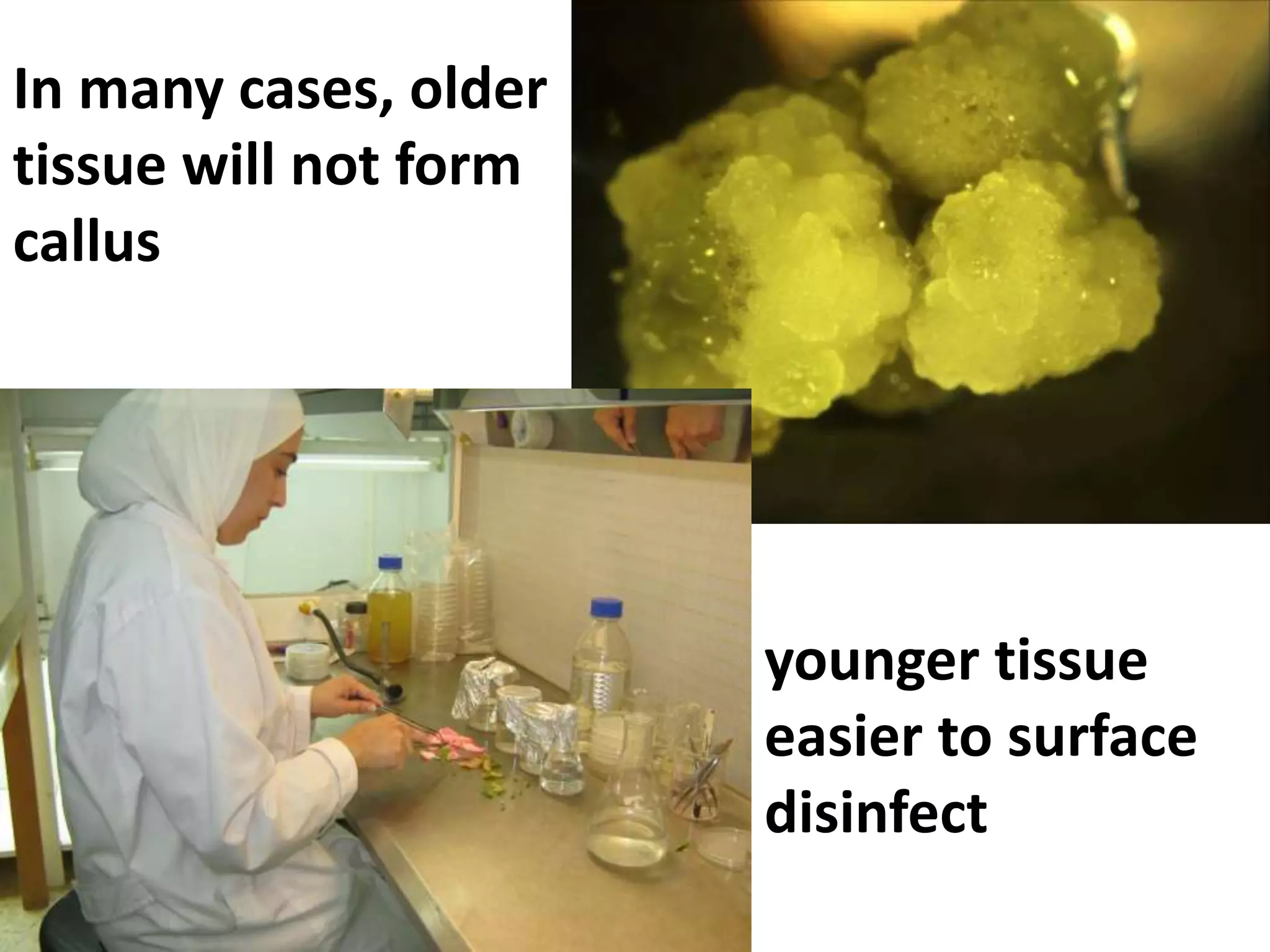 In many cases, older 
tissue will not form 
callus 
younger tissue 
easier to surface 
disinfect 
 