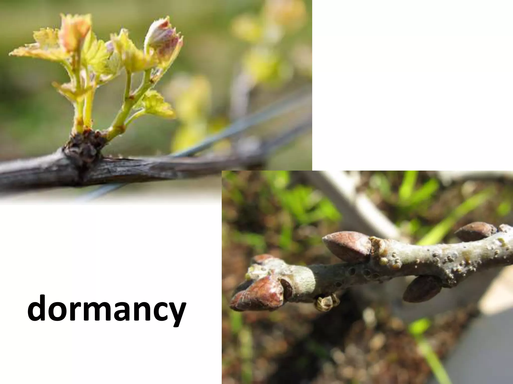 dormancy 
 