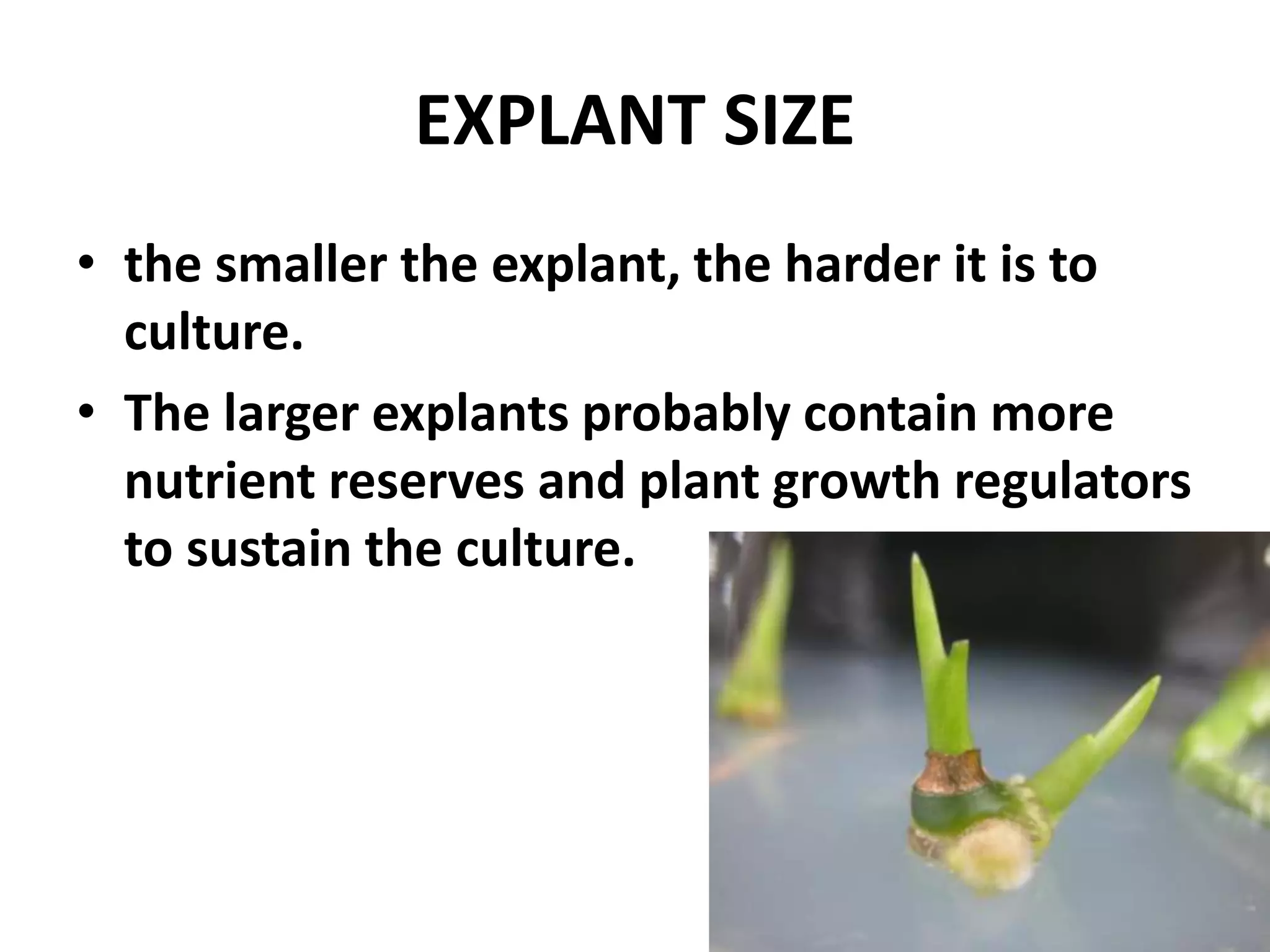 EXPLANT SIZE 
• the smaller the explant, the harder it is to 
culture. 
• The larger explants probably contain more 
nutrient reserves and plant growth regulators 
to sustain the culture. 
 
