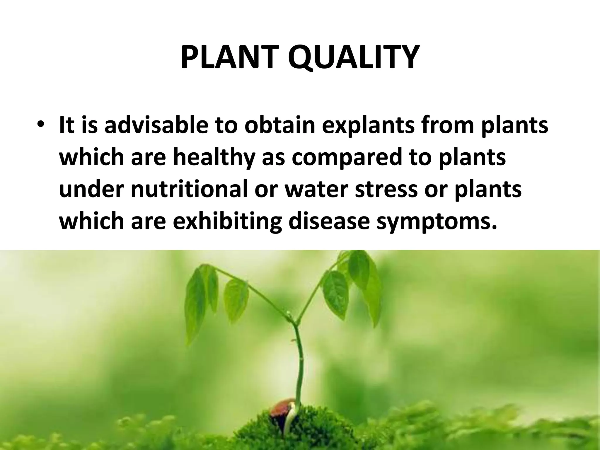 PLANT QUALITY 
• It is advisable to obtain explants from plants 
which are healthy as compared to plants 
under nutritional or water stress or plants 
which are exhibiting disease symptoms. 
 