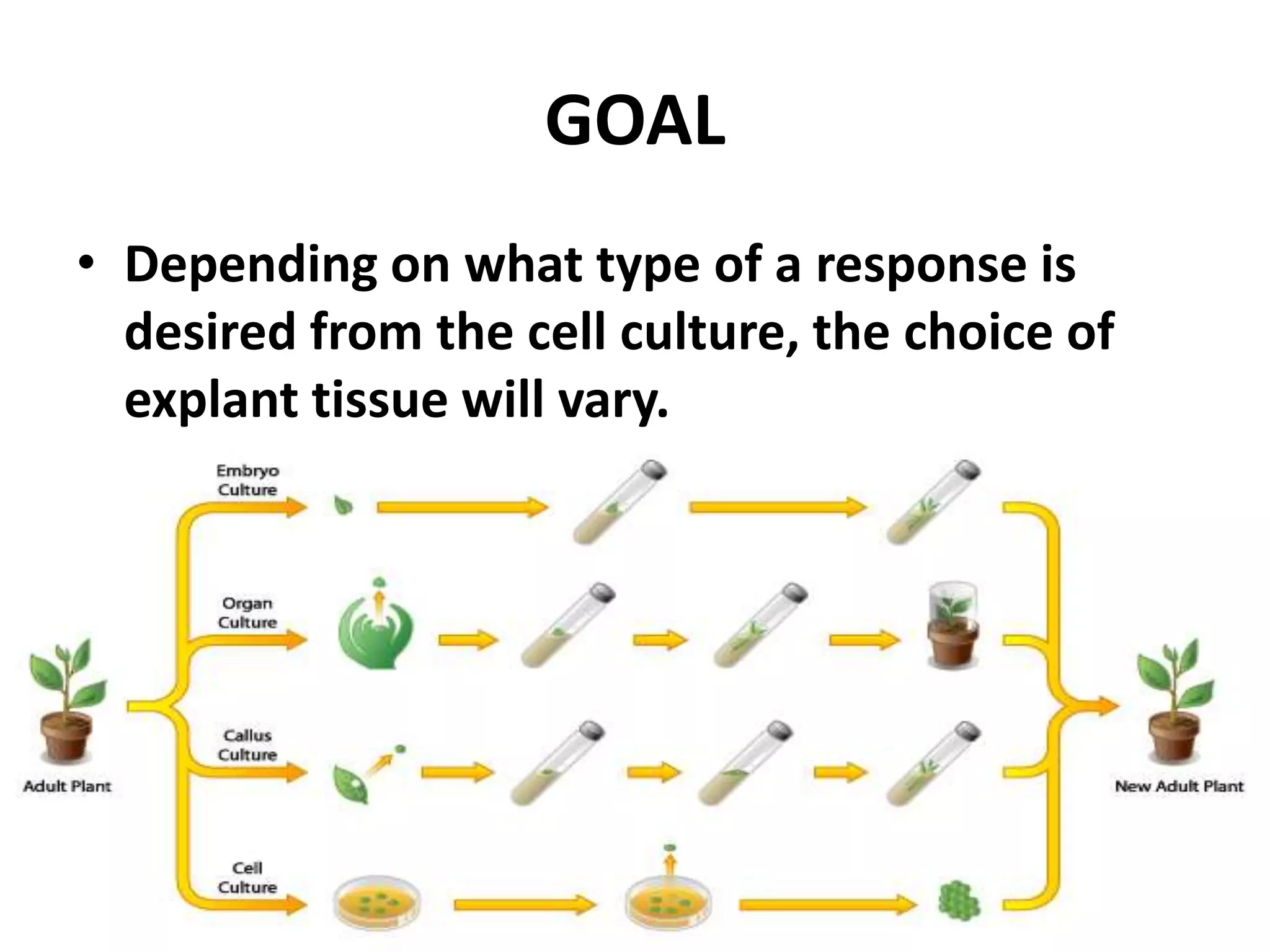 GOAL 
• Depending on what type of a response is 
desired from the cell culture, the choice of 
explant tissue will vary. 
 