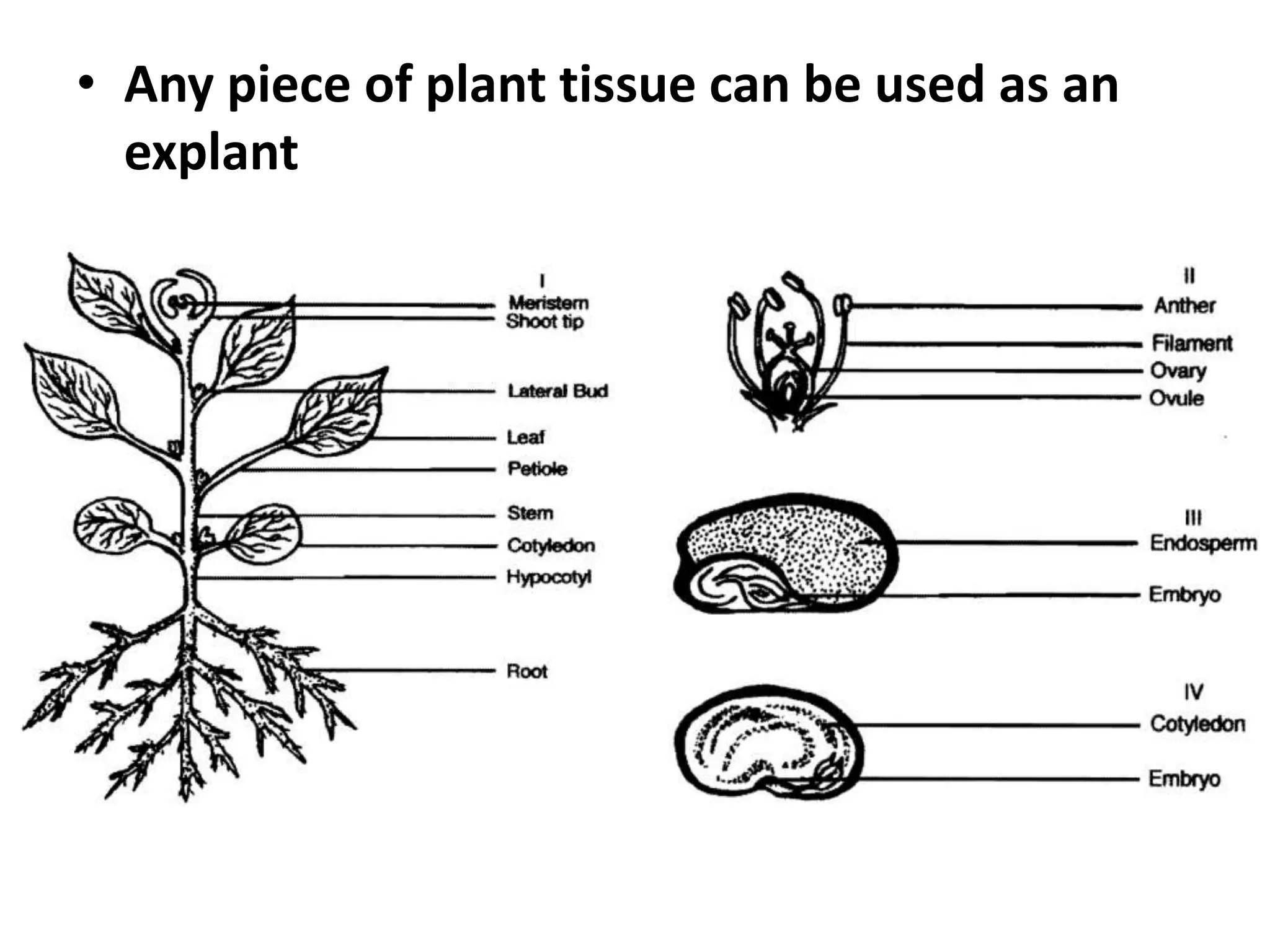 • Any piece of plant tissue can be used as an 
explant 
 