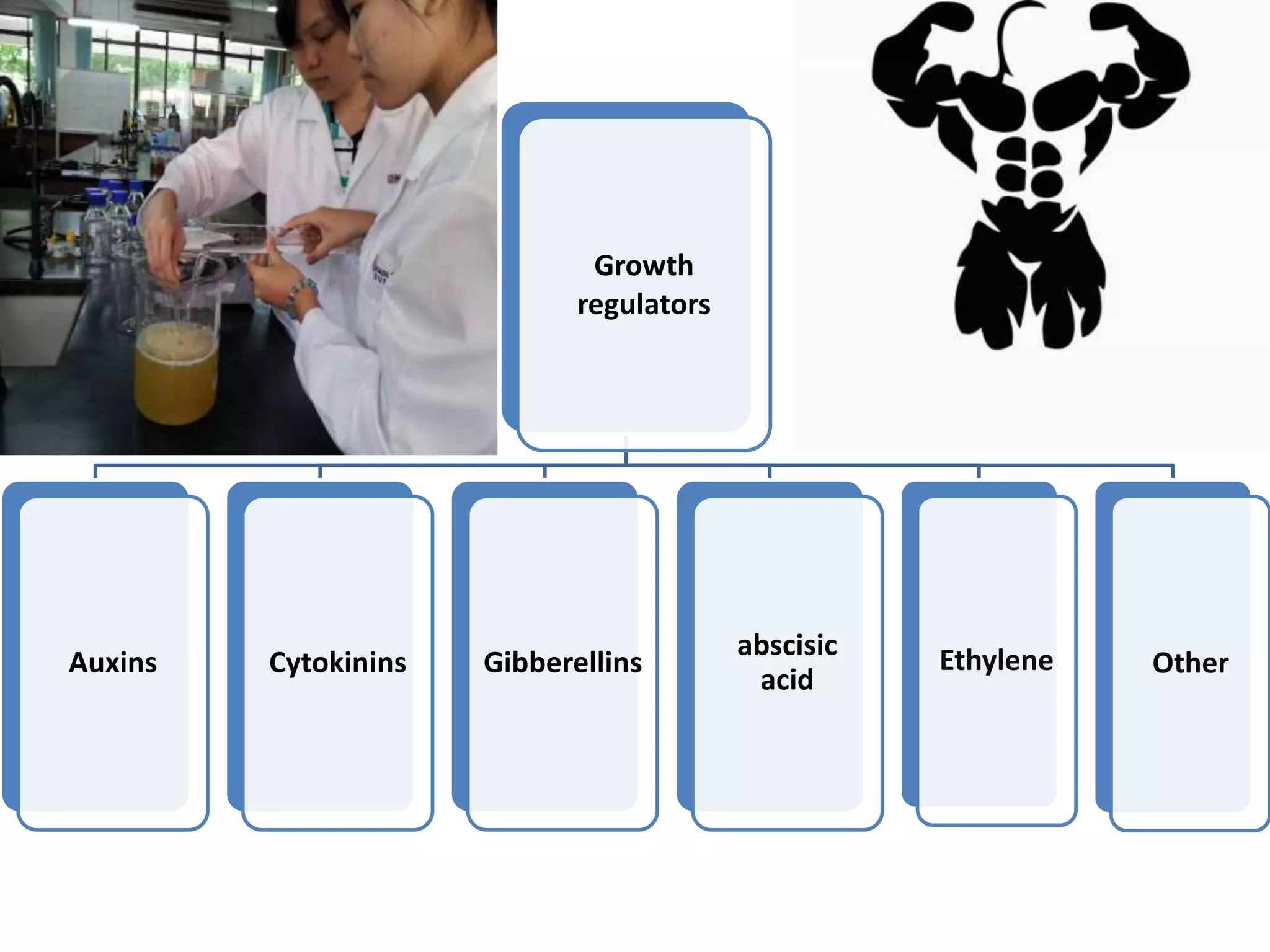 Growth 
regulators 
Auxins Cytokinins Gibberellins 
abscisic 
acid 
Ethylene Other 
 