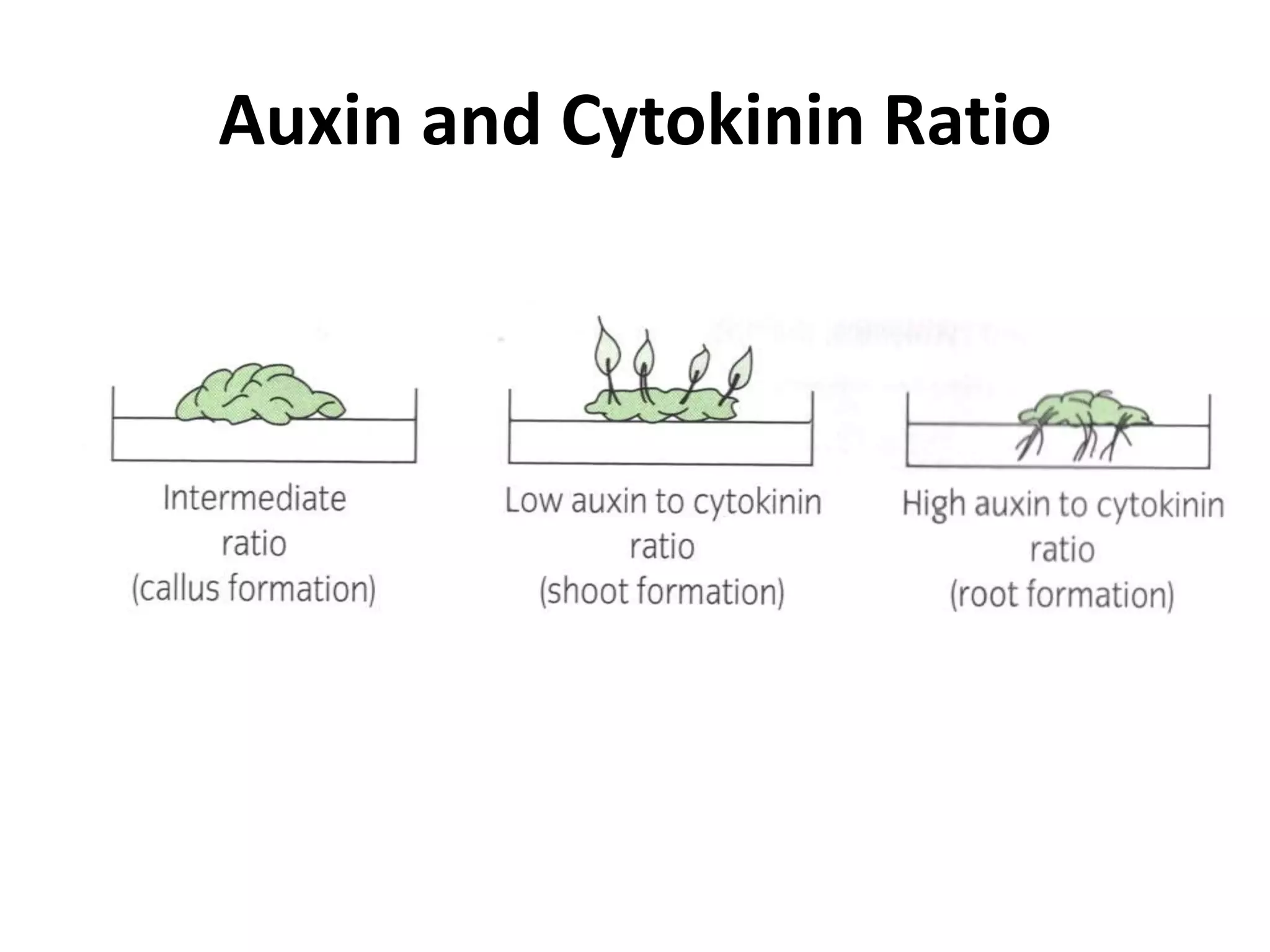 Auxin and Cytokinin Ratio 
 