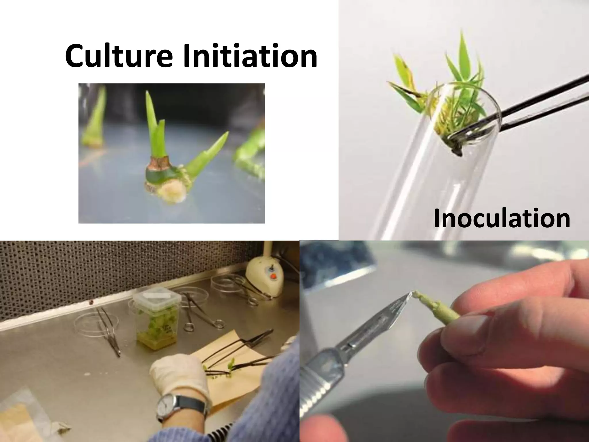 Culture Initiation 
Inoculation 
 