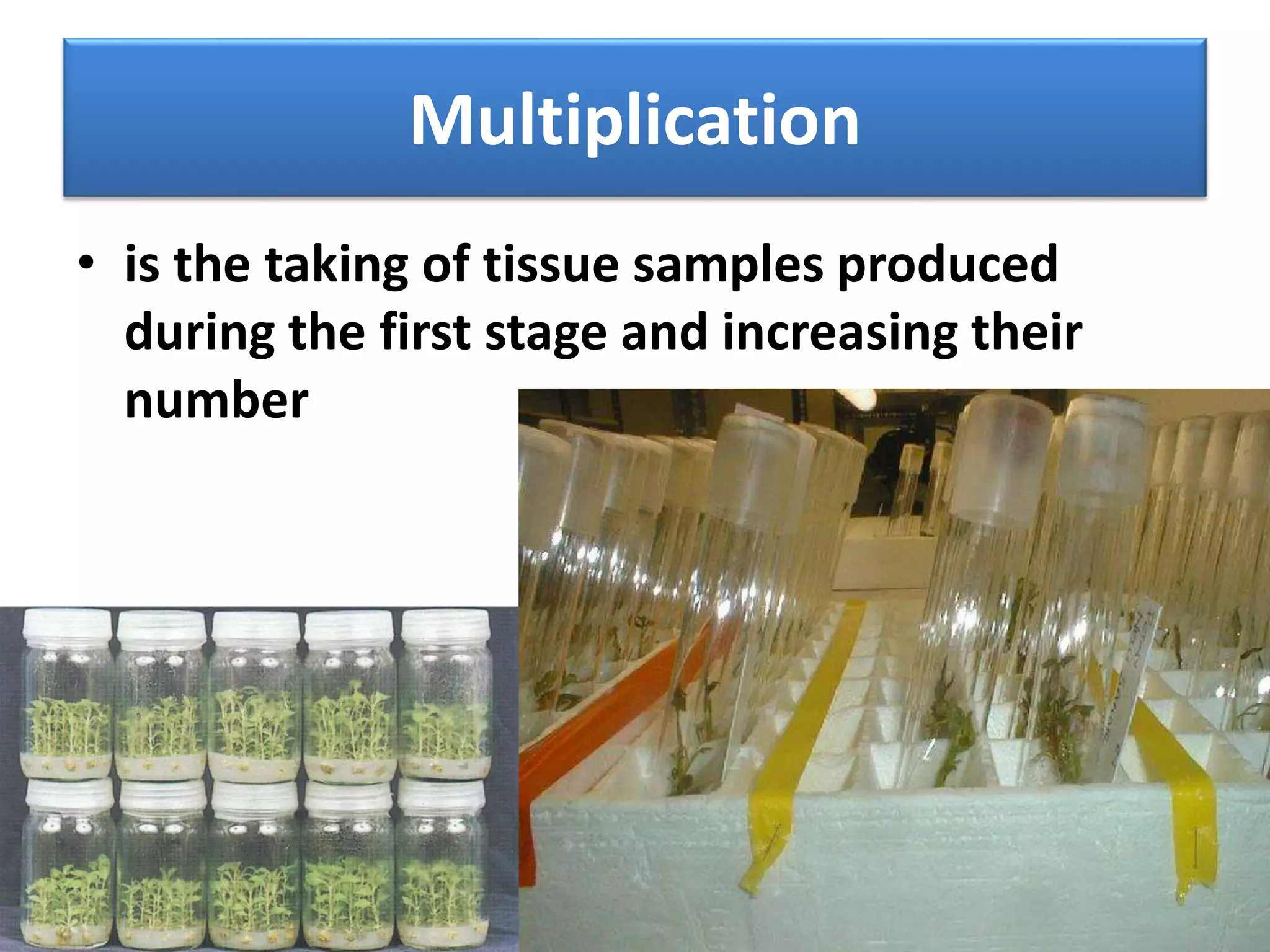 Multiplication 
• is the taking of tissue samples produced 
during the first stage and increasing their 
number 
 