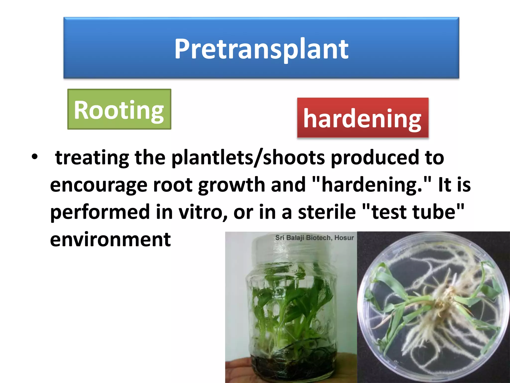 Pretransplant 
Rooting hardening 
• treating the plantlets/shoots produced to 
encourage root growth and "hardening." It is 
performed in vitro, or in a sterile "test tube" 
environment 
 