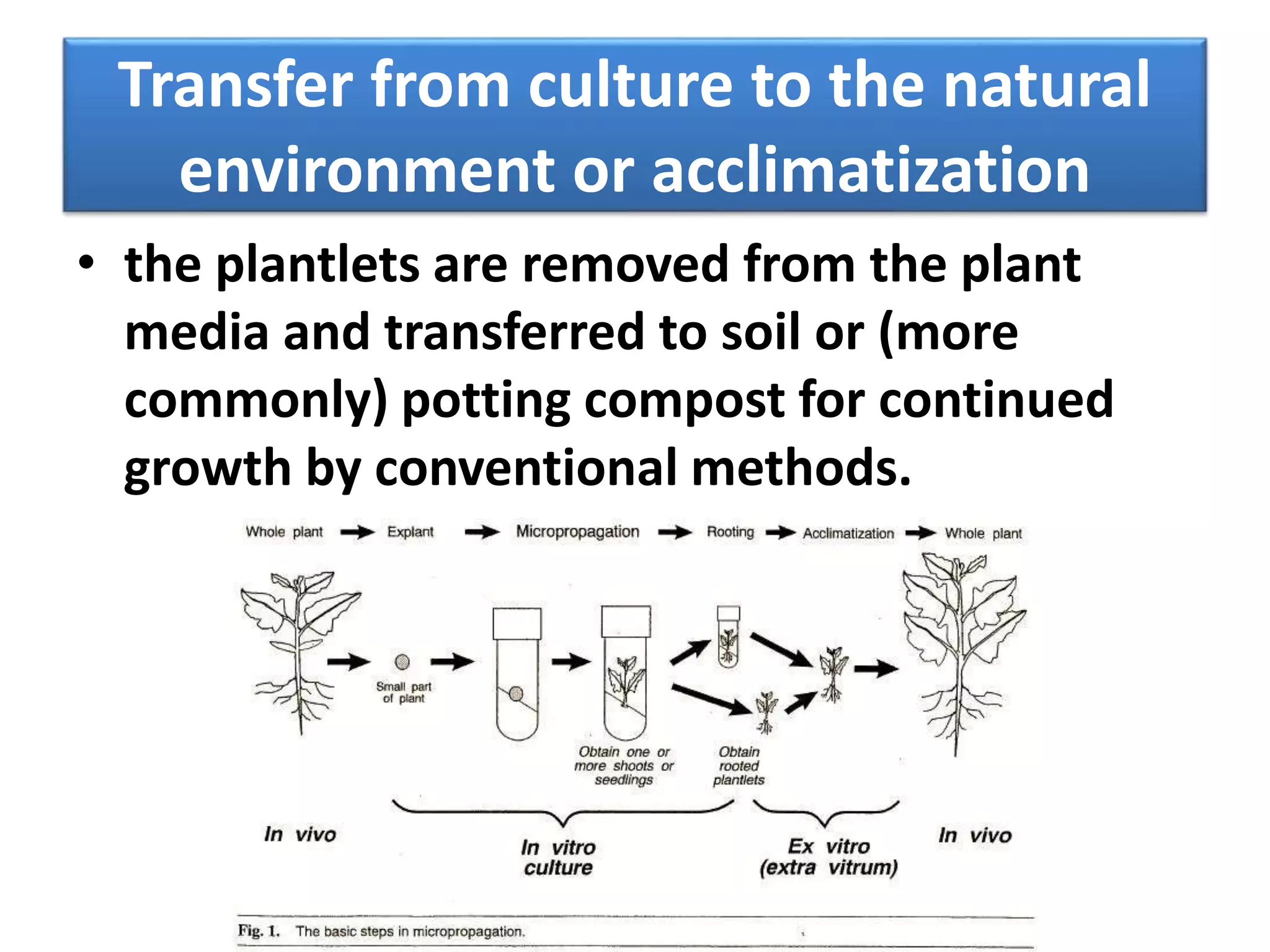 Transfer from culture to the natural 
environment or acclimatization 
• the plantlets are removed from the plant 
media and transferred to soil or (more 
commonly) potting compost for continued 
growth by conventional methods. 
 