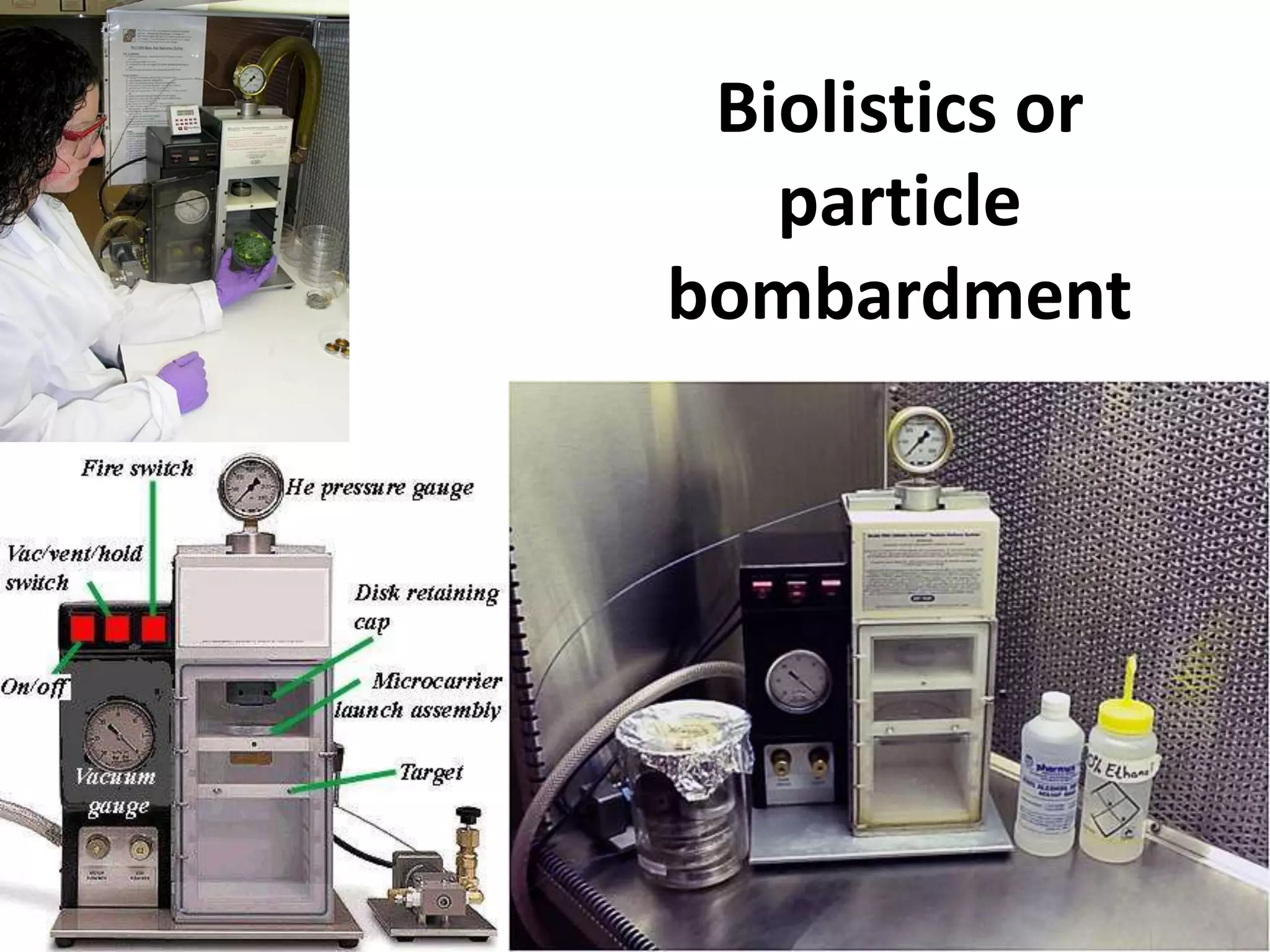 Biolistics or 
particle 
bombardment 
 