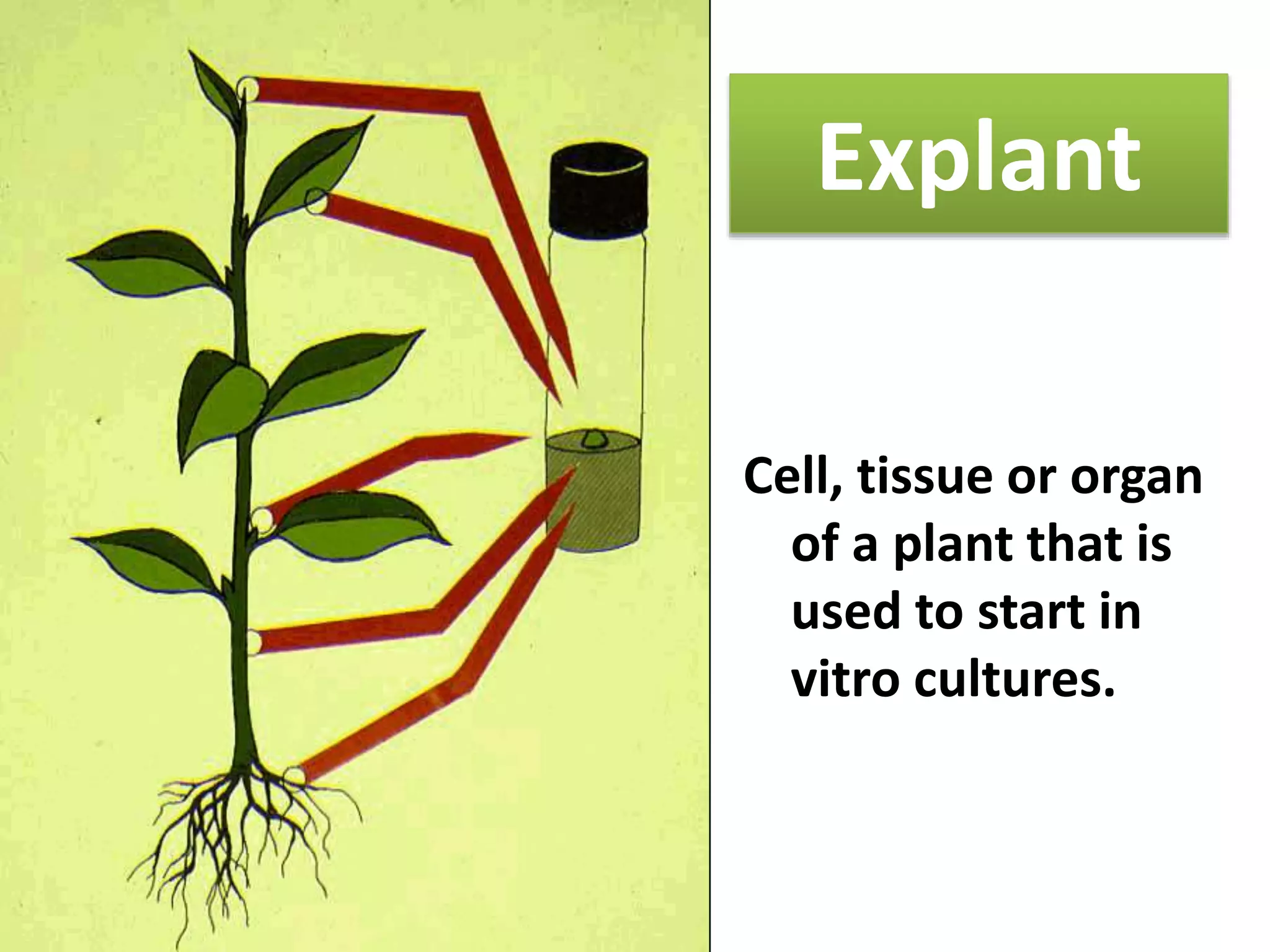 Explant 
Cell, tissue or organ 
of a plant that is 
used to start in 
vitro cultures. 
 