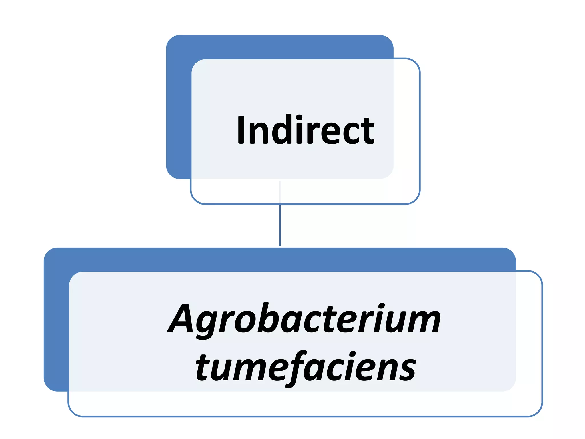 Indirect 
Agrobacterium 
tumefaciens 
 