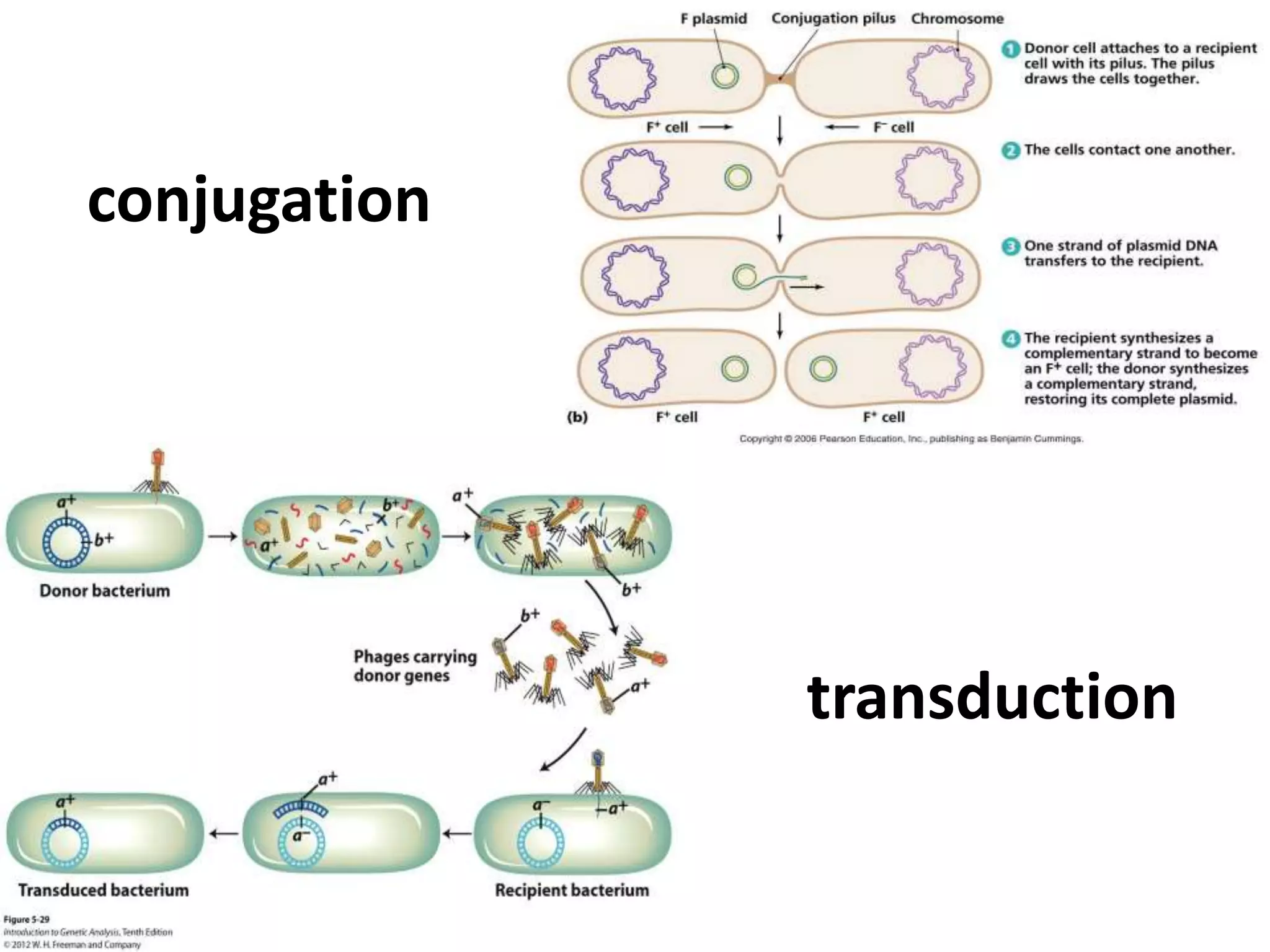 conjugation 
transduction 
 