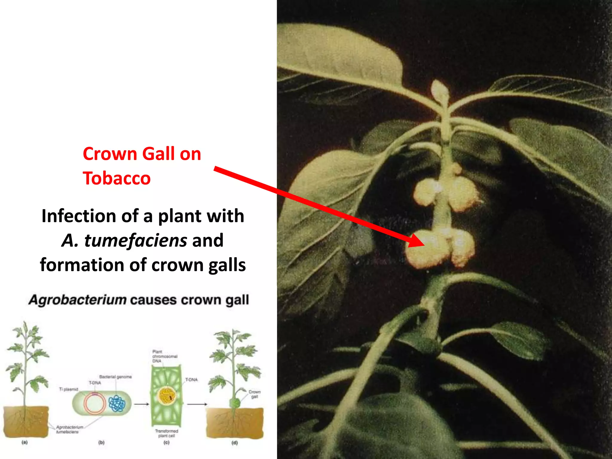 Crown Gall on 
Tobacco 
Infection of a plant with 
A. tumefaciens and 
formation of crown galls 
 