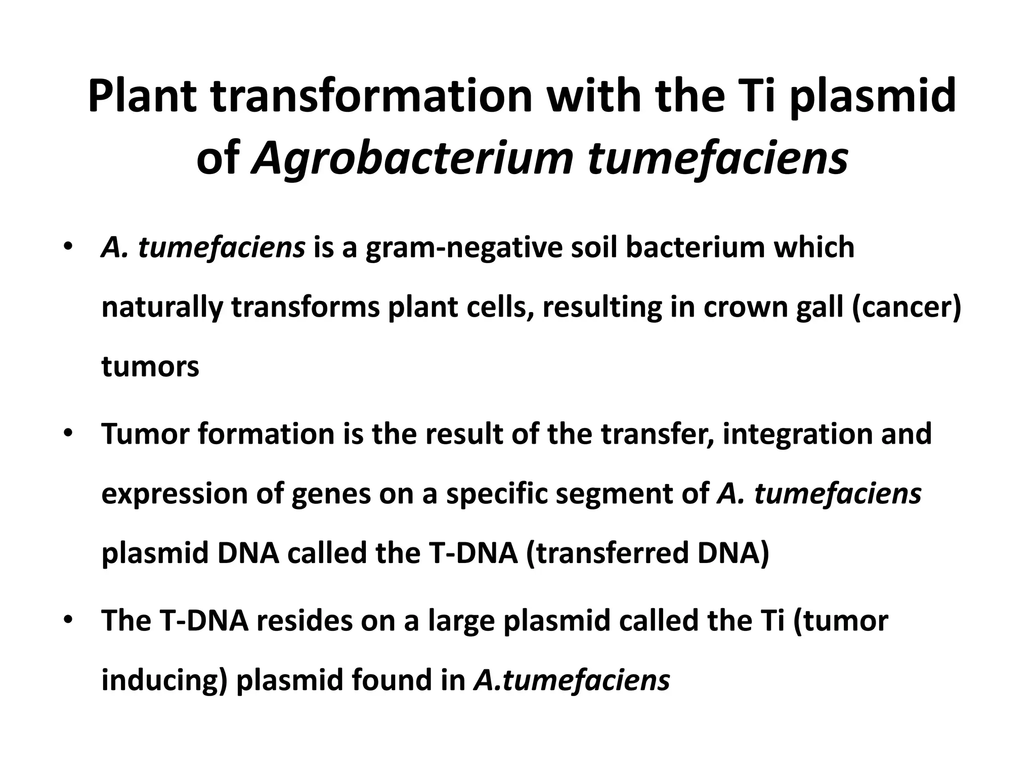 Plant transformation with the Ti plasmid 
of Agrobacterium tumefaciens 
• A. tumefaciens is a gram-negative soil bacterium which 
naturally transforms plant cells, resulting in crown gall (cancer) 
tumors 
• Tumor formation is the result of the transfer, integration and 
expression of genes on a specific segment of A. tumefaciens 
plasmid DNA called the T-DNA (transferred DNA) 
• The T-DNA resides on a large plasmid called the Ti (tumor 
inducing) plasmid found in A.tumefaciens 
 