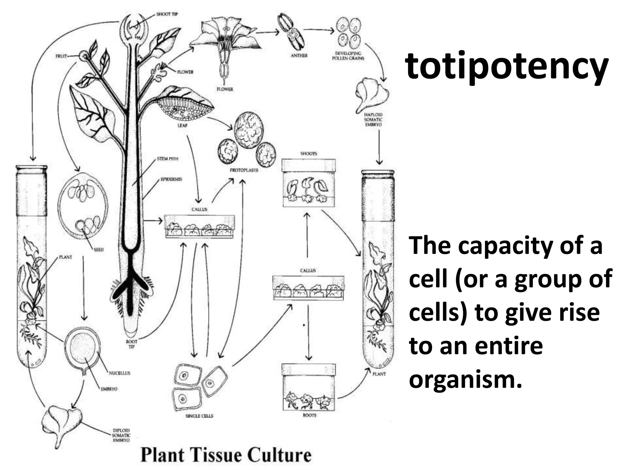totipotency 
The capacity of a 
cell (or a group of 
cells) to give rise 
to an entire 
organism. 
 