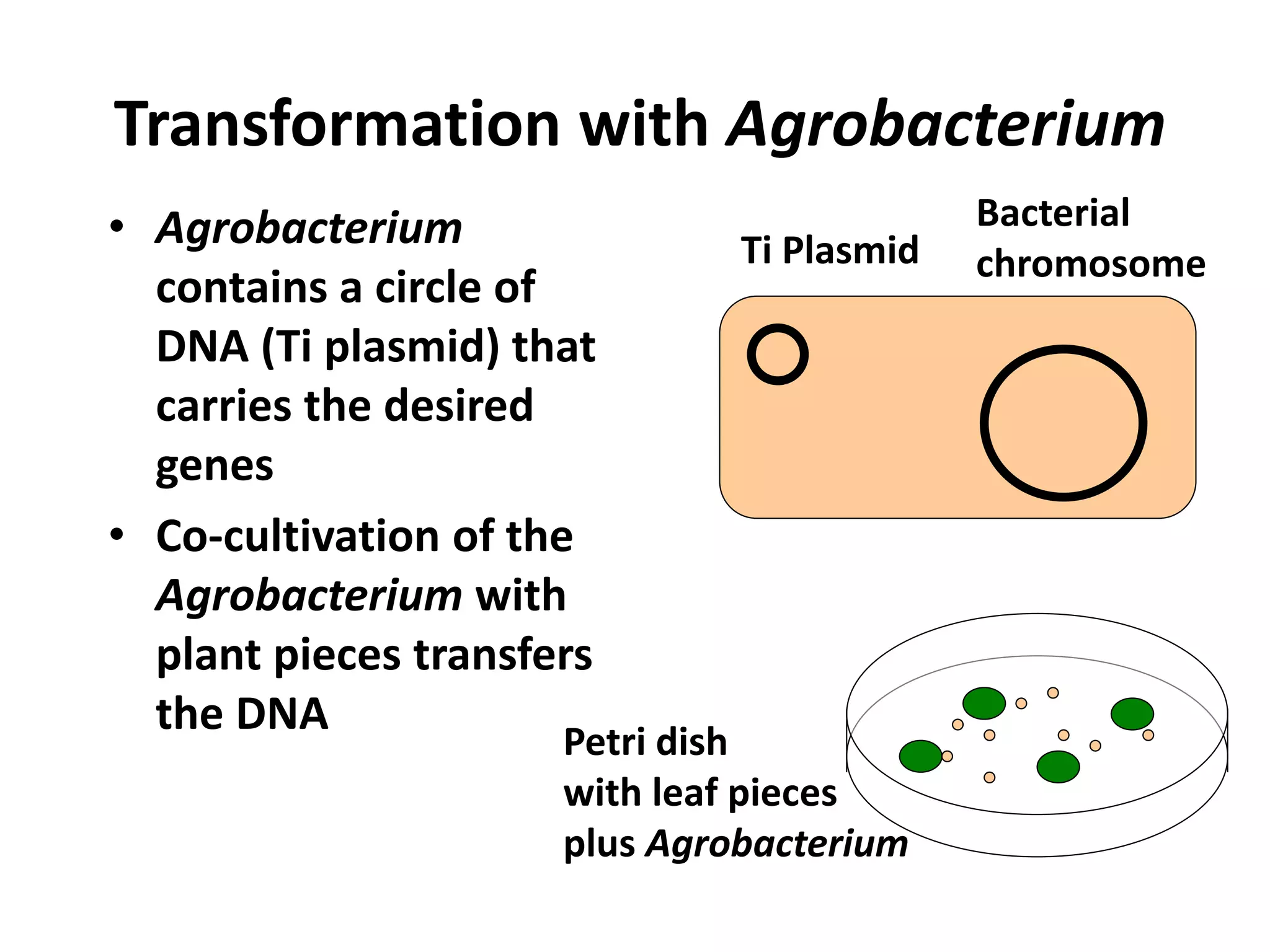 Transformation with Agrobacterium 
• Agrobacterium 
Bacterial 
contains a circle of 
DNA (Ti plasmid) that 
carries the desired 
genes 
• Co-cultivation of the 
Agrobacterium with 
plant pieces transfers 
the DNA 
Ti Plasmid chromosome 
Petri dish 
with leaf pieces 
plus Agrobacterium 
 