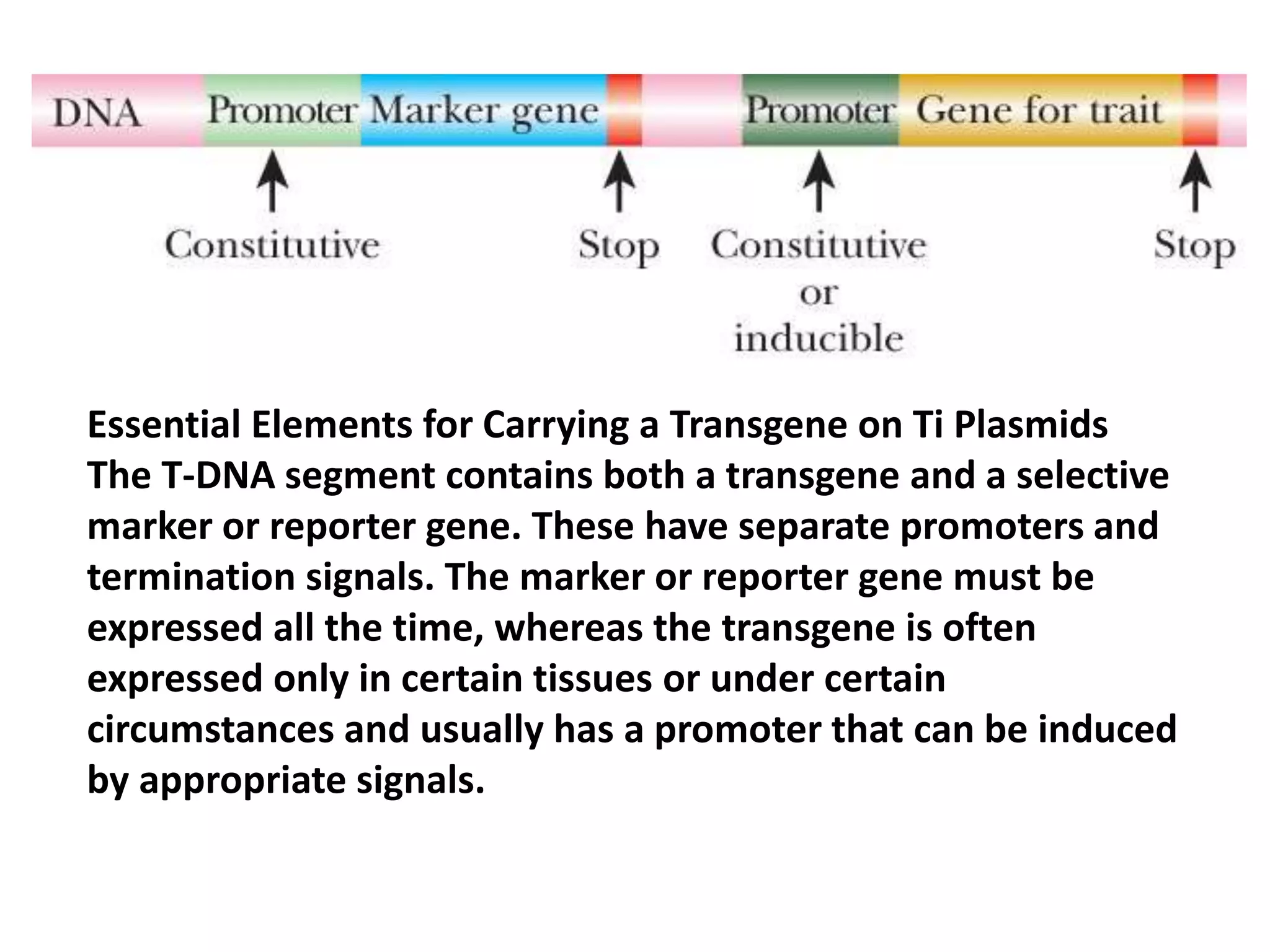 Essential Elements for Carrying a Transgene on Ti Plasmids 
The T-DNA segment contains both a transgene and a selective 
marker or reporter gene. These have separate promoters and 
termination signals. The marker or reporter gene must be 
expressed all the time, whereas the transgene is often 
expressed only in certain tissues or under certain 
circumstances and usually has a promoter that can be induced 
by appropriate signals. 
 