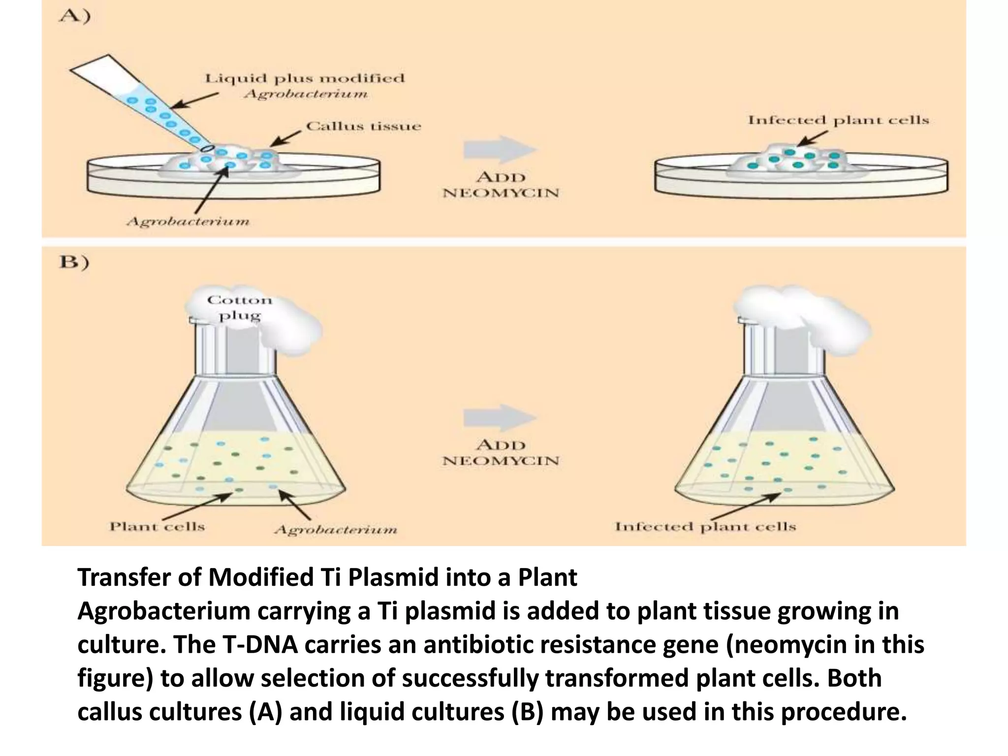 Transfer of Modified Ti Plasmid into a Plant 
Agrobacterium carrying a Ti plasmid is added to plant tissue growing in 
culture. The T-DNA carries an antibiotic resistance gene (neomycin in this 
figure) to allow selection of successfully transformed plant cells. Both 
callus cultures (A) and liquid cultures (B) may be used in this procedure. 
 