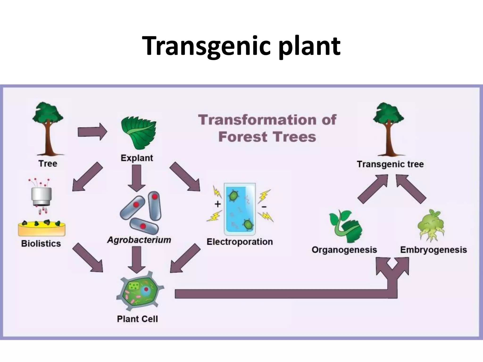 Transgenic plant 
 
